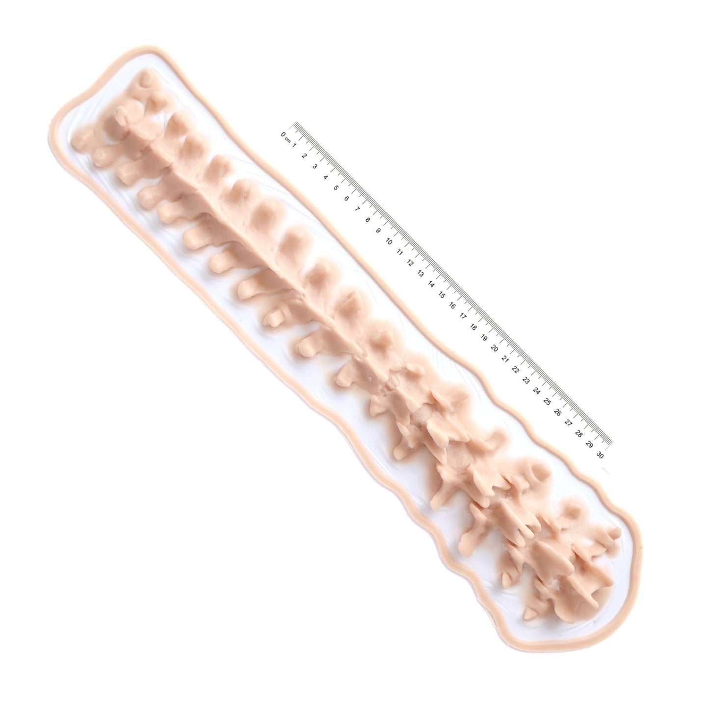 Protruding Spine (Lifesize) - Silicone makeup prosthetic in vanilla shade on a white surface with a ruler