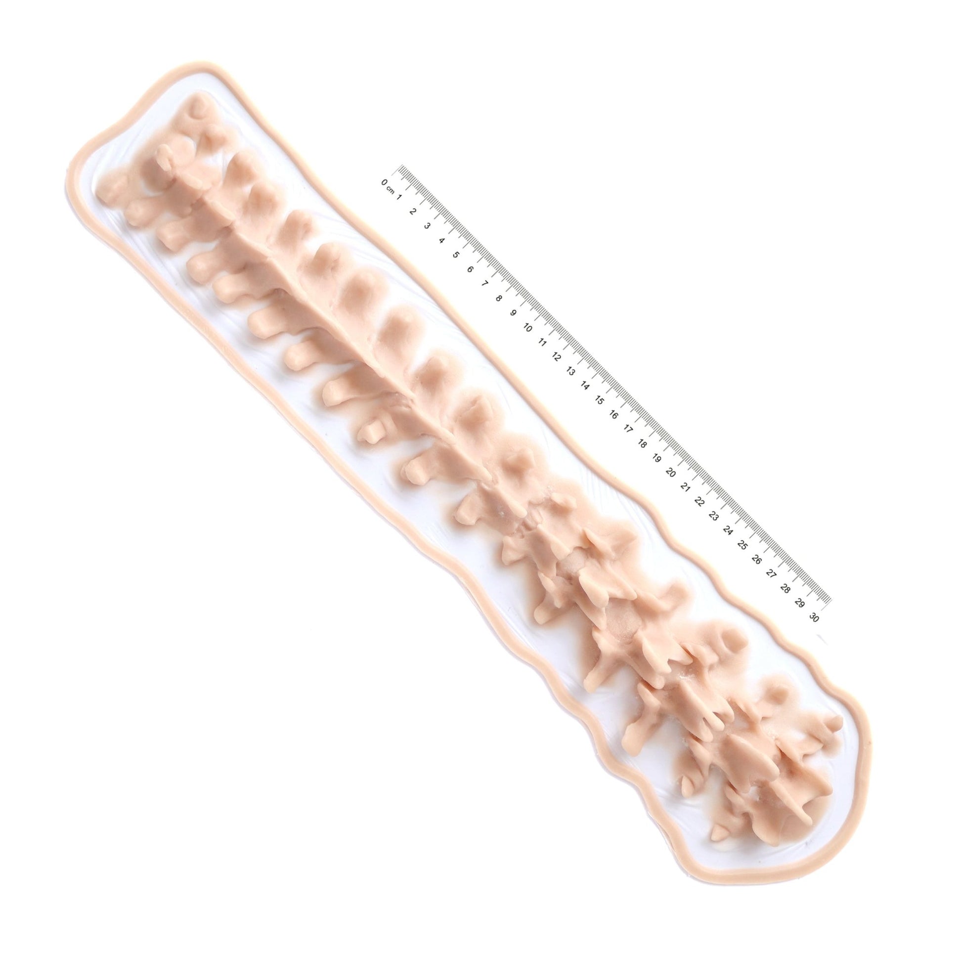 Protruding Spine (Lifesize) - Silicone makeup prosthetic in vanilla shade on a white surface with a ruler