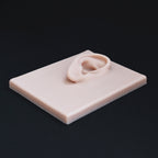 Human Ear Jewellery Display - Large Base