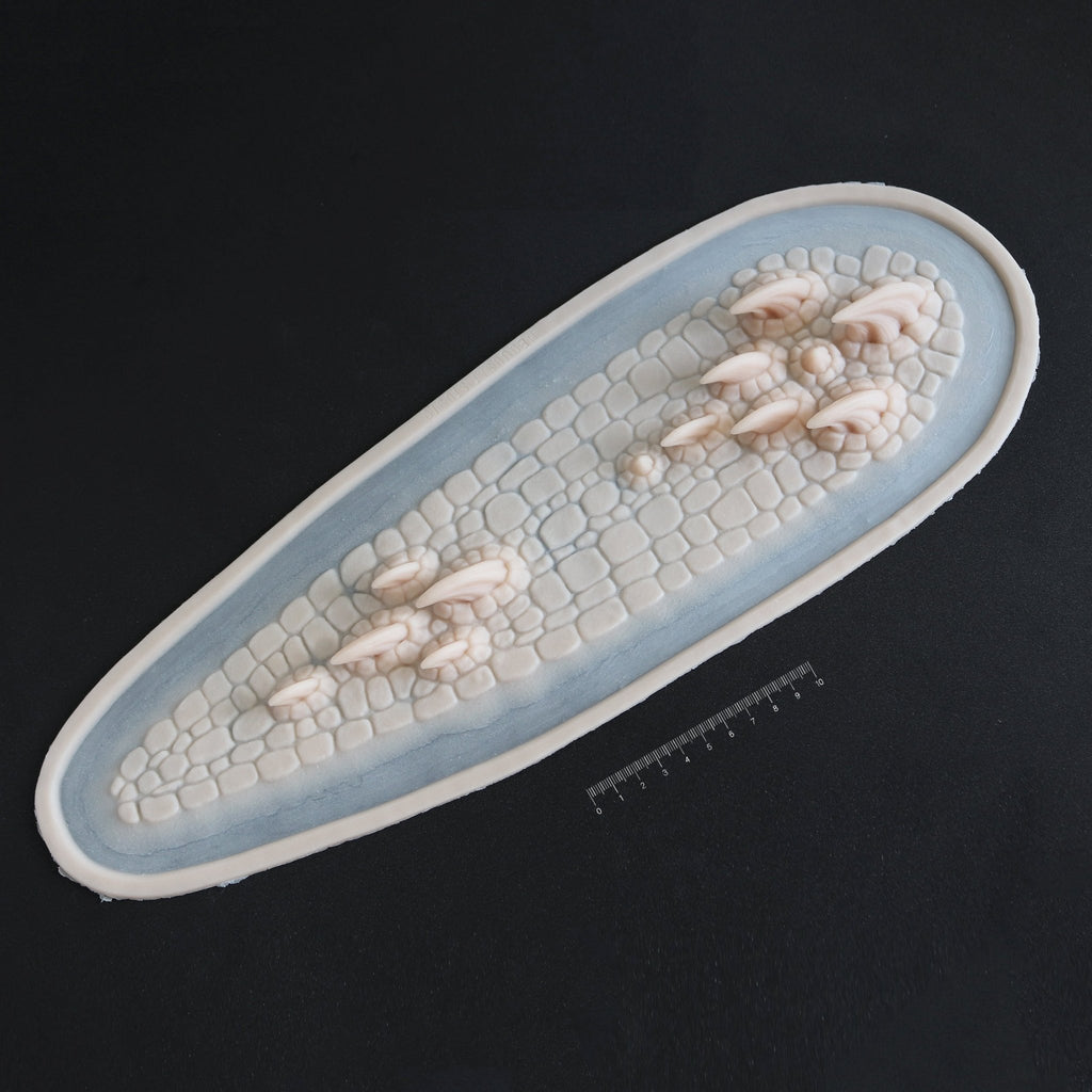 Dragon Spine - Meduusat Studio