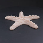 Afrikanische Seesterne 