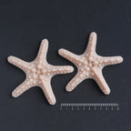 Two starfish in vanilla shade on a black surface with a ruler