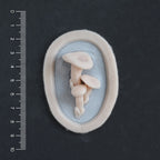 Fungi - Silicone makeup prosthetic in vanilla shade on a black surface with a ruler