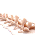 Protruding Spine (Lifesize) - Silicone makeup prosthetic in vanilla shade on a white surface