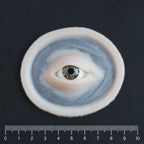 Third Eye - Silicone makeup prosthetic in vanilla shade on a black surface with a ruler