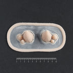 Triple Devil Horns - Silicone makeup prosthetic in vanilla shade on a black surface with a ruler