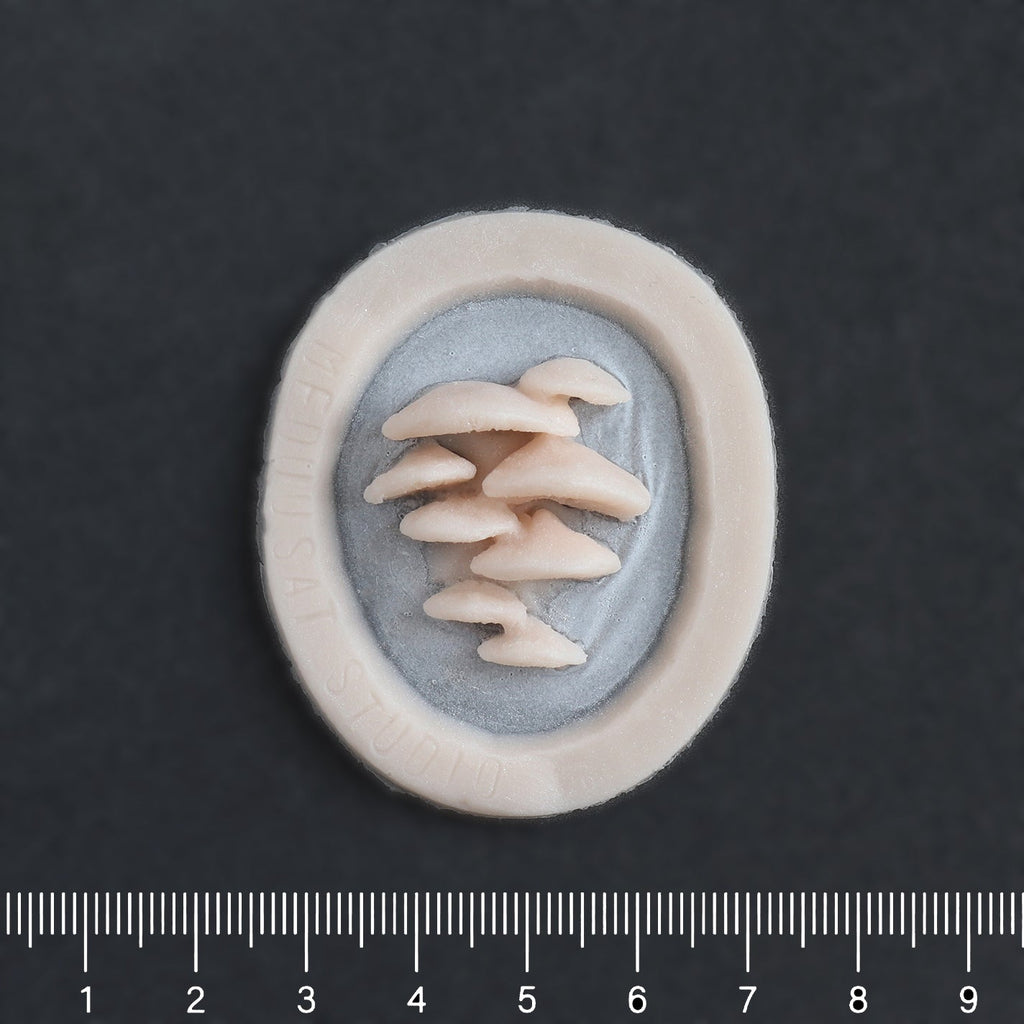 Vertical Bracket Fungi - Silicone makeup prosthetic in vanilla shade on a black surface with a ruler