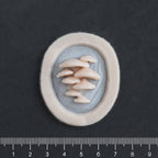 Vertical Bracket Fungi - Silicone makeup prosthetic in vanilla shade on a black surface with a ruler