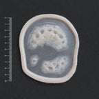 Zombie Bite 2.0 - Silicone makeup prosthetic in vanilla shade on a black surface with a ruler